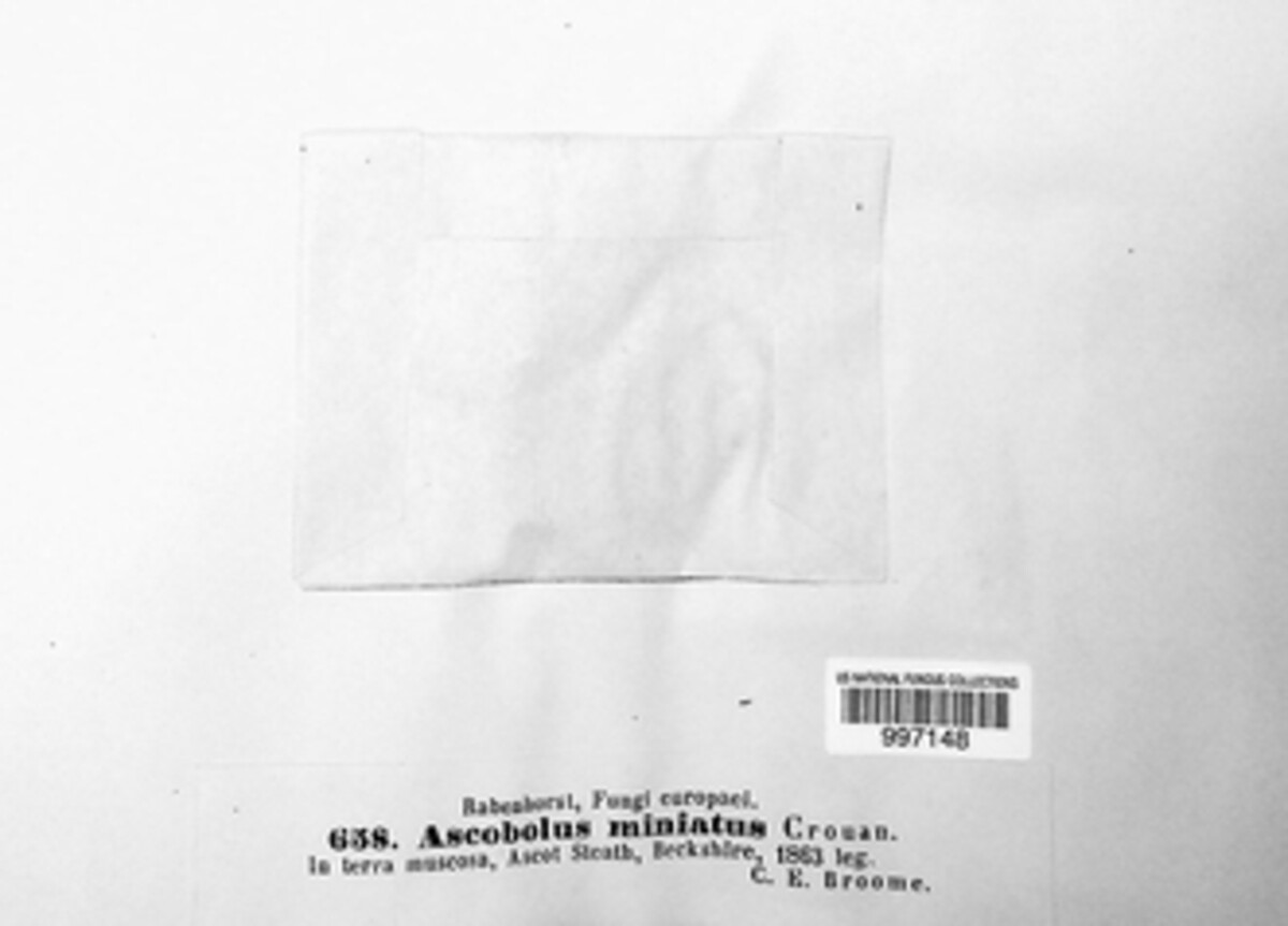 Lamprospora miniata image